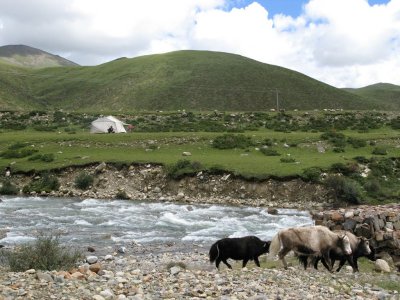 The Sheperd, his Tent and his Yaks