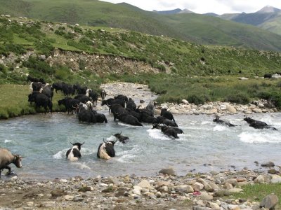 Yaks crossing a River