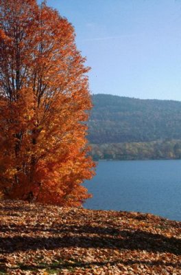 Fall Colours by Lake George