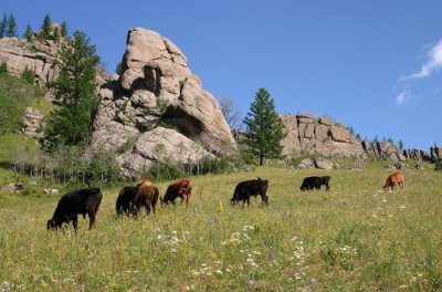 Cows in the meadows Terelj