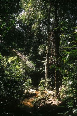 Rainforest at Lin Hat, Ko Samui
