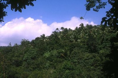 Rainforest at Lin Hat, Ko Samui