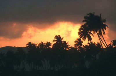 Palm tree silhouette, Ko Samui