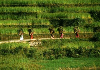 Women in the Rice Fields, Pokhara