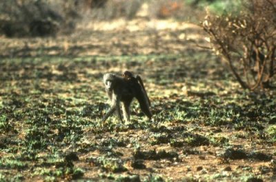 Baboon and baby, Pilanesberg