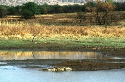 Crocodile at Pilanesberg