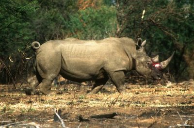 Rhino at Pilanesberg