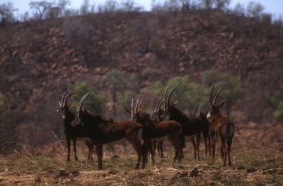 Sable Antelope, Pilanesberg