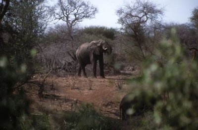 Elephant feeding at Kruger