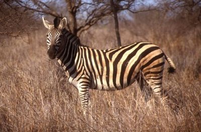 Zebra at Kruger