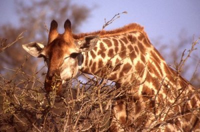 Giraffe feeding at Kruger