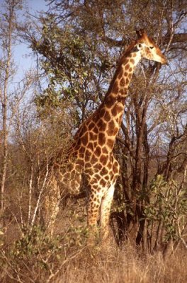 Giraffe feeding at Kruger