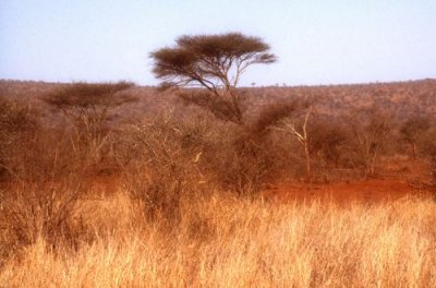 Acacia and Savanna at Kruger