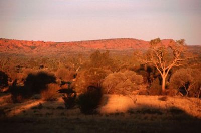 Savanna near Kings Canyon