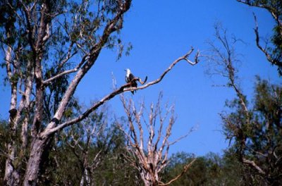 White-Breasted Sea Eagle, Kakadu