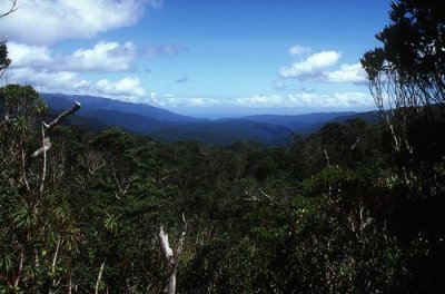 Beech Forest on the Heaphy Track