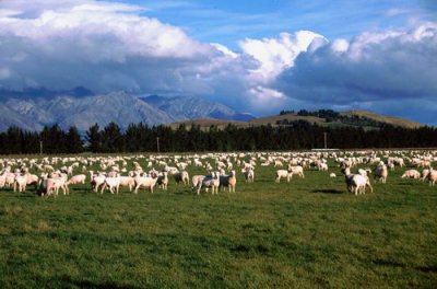 Field Full of Sheep, Southland