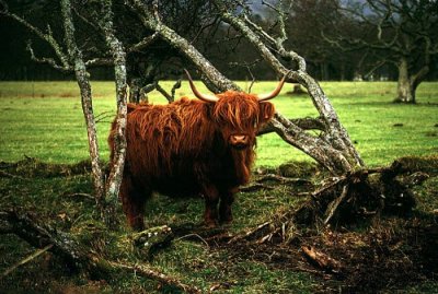Highland Cow, Scotland
