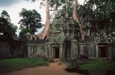 Tree Roots at Ta Prohm, Angkor