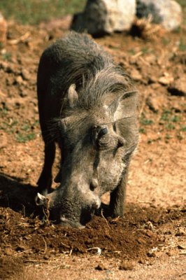 Warthog at Pilanesberg