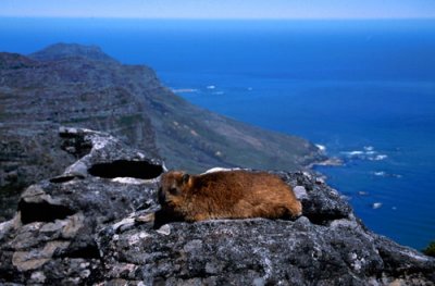 Rock Dassie on Table Mountain