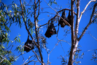 Flying Foxes at Katherine Gorge