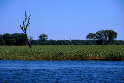 Wetlands at Kakadu National Park