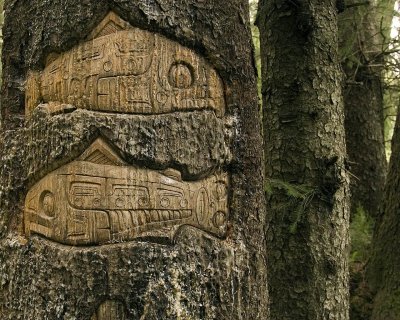 Fish carved in a spruce tree on a local trail.