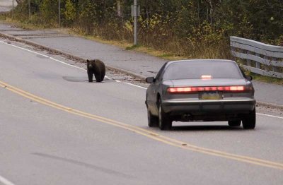 Sometimes the problem here in Alaska isn't seeing wildlife, it's avoiding it.