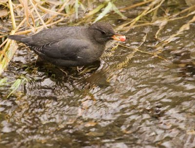 American dipper Cinclus mexicanus with a salmon egg