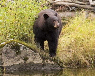 Black Bear looking for sockeye salmon in a pond.