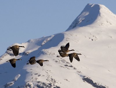 Mid-February, but I think we are starting to see the first of the migratory geese.