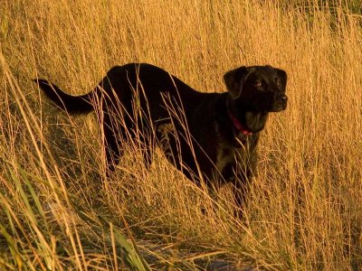 Soama in the tall grass