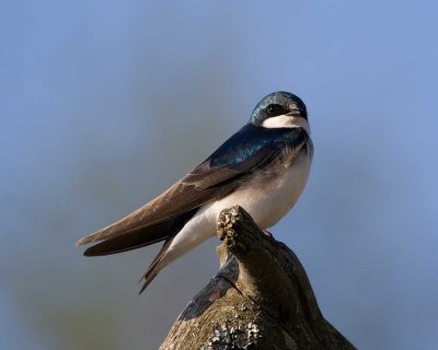 Tree Swallow in the early morning light