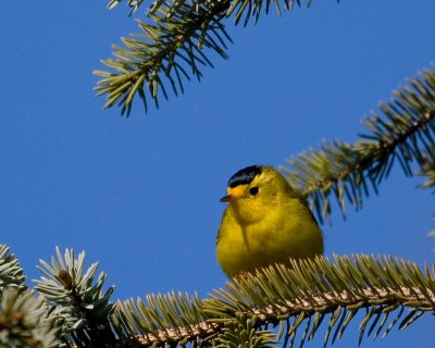 Wilsons warbler in a spruce tree