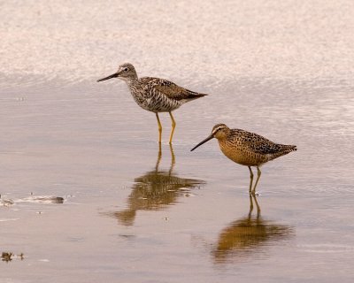 Greater Yellowlegs and a Long-billed Dowitcher