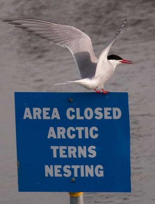 Arctic Tern guarding the entrance to the nesting area