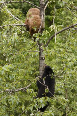 Bear face off in a cottonwood tree