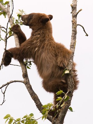 Cinnamon black bear eating in a cottonwood tree