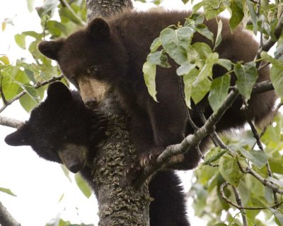 Two young of year black bear cubs in a cottonwood tree