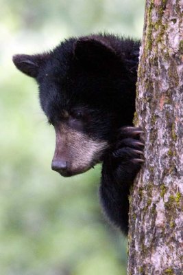 The black cub in a cottonwood tree looking for Mom