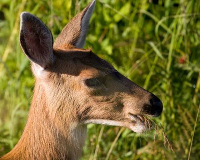 Deer munching on grass