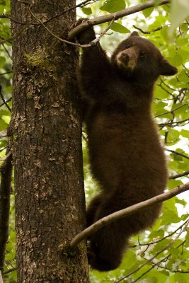 The cinnamon color phase cub in a tree