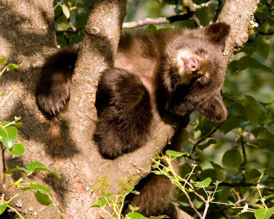 Cinnamon color phase black bear cub sleeping in a cottonwood tree