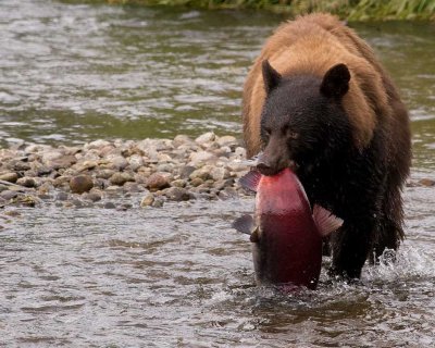 Sow black bear with a fresh sockeye salmon