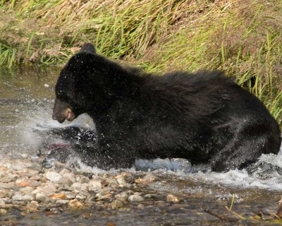 A juvenile black bear catches a sockeye