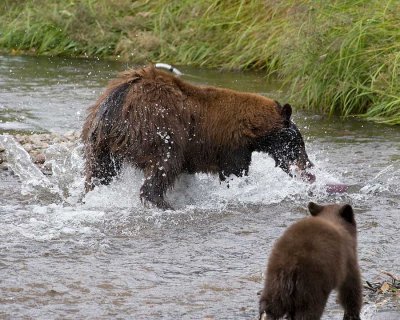Mom catches a sockeye with one of her cubs watching.