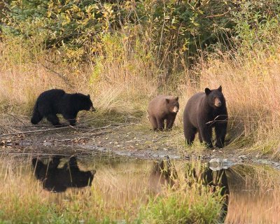 Sow with her two cubs on Oct. 9, 2007