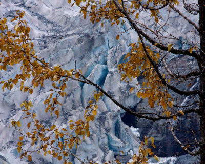 Fall Cottonwood leaves with a Mendenhall Glacier background