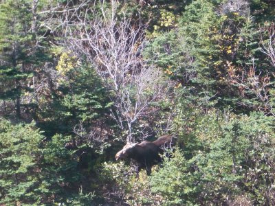 MooseCapeBretonNovaScotia2006 045.JPG